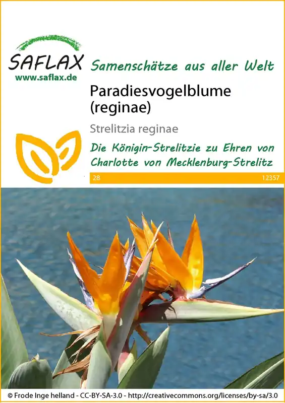 Saflax Paradijsvogelbloem (Reginae) | Trending