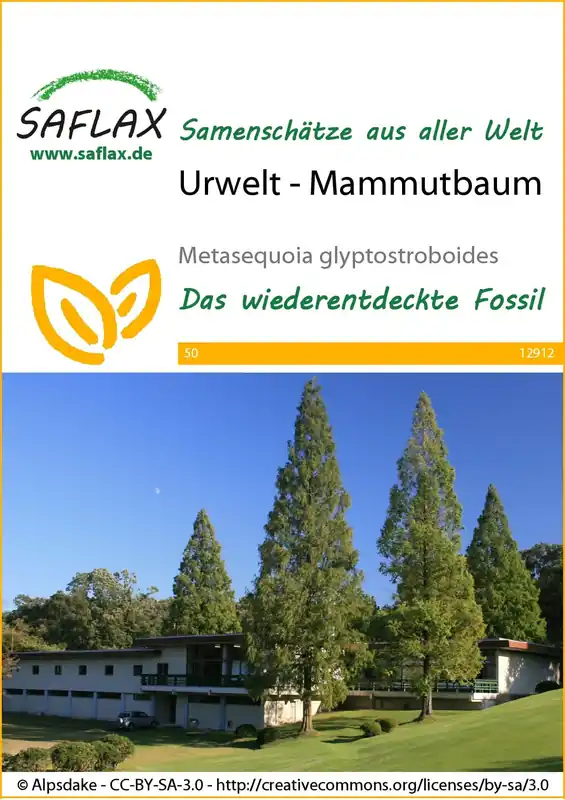 Saflax Mammoetboom | Nieuwe release