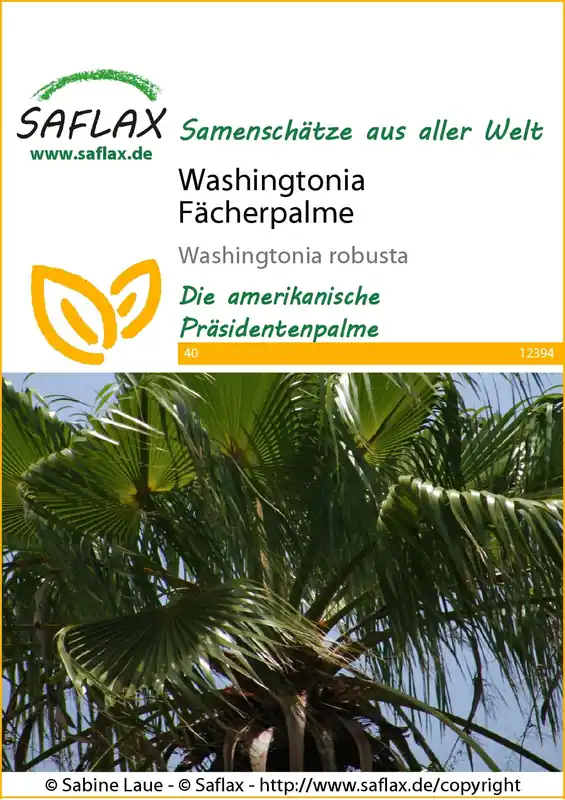 Voordeelprijs | Saflax Washingtonia Waaierpalm