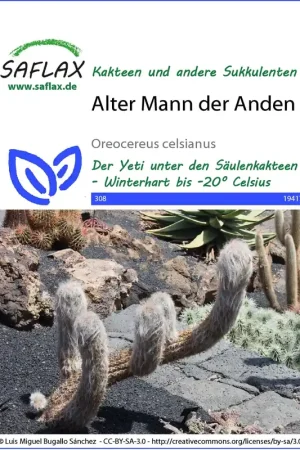 Hoge kwaliteit | Saflax Oude Man van de Andes