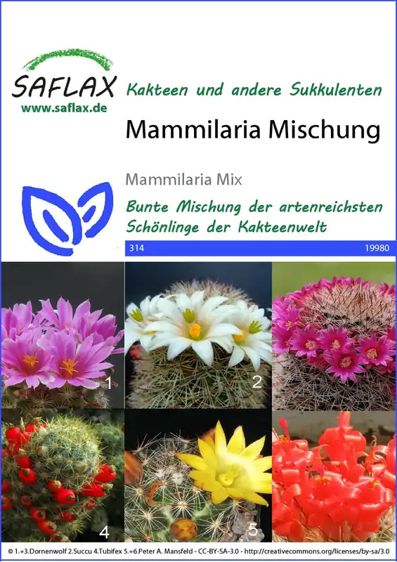 Saflax Mammilaria Mix - Topkwaliteit