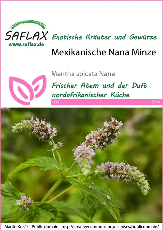 Saflax Mexicaanse Nana Munt | Bestseller