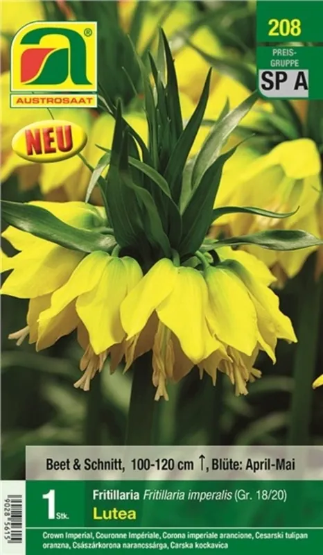 Bloembol Gele Keizerskroon | Nieuw product