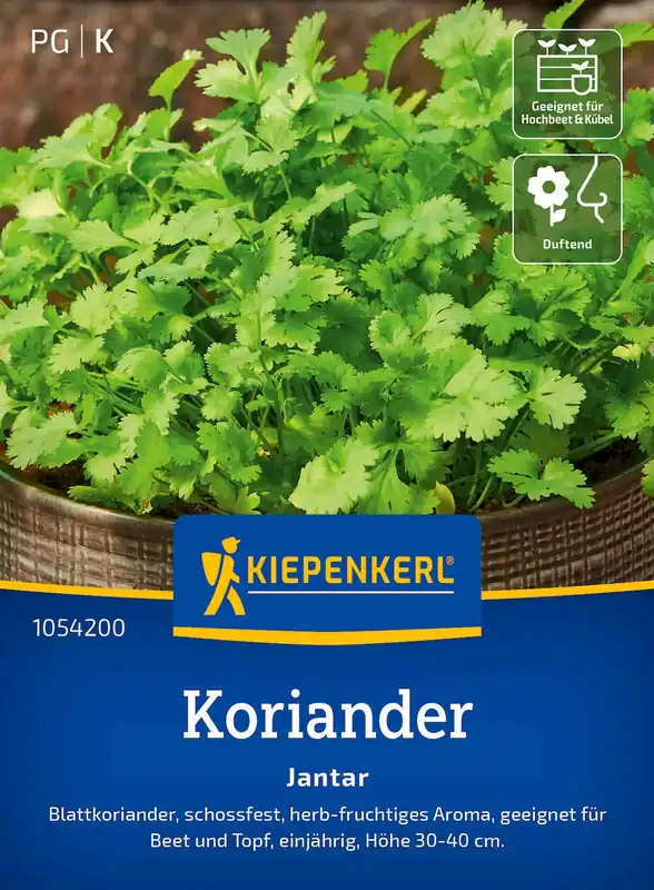 Premiumkwaliteit | Kiepenkerl Koriander Jantar