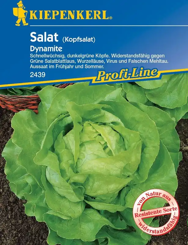 Kiepenkerl Sla - Dynamite - Fabrieksprijs