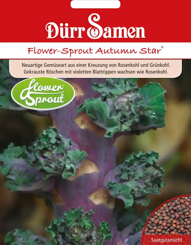 Klaar voor verzending - Dürr Samen Flower-Sprout Autumn Star® Kool