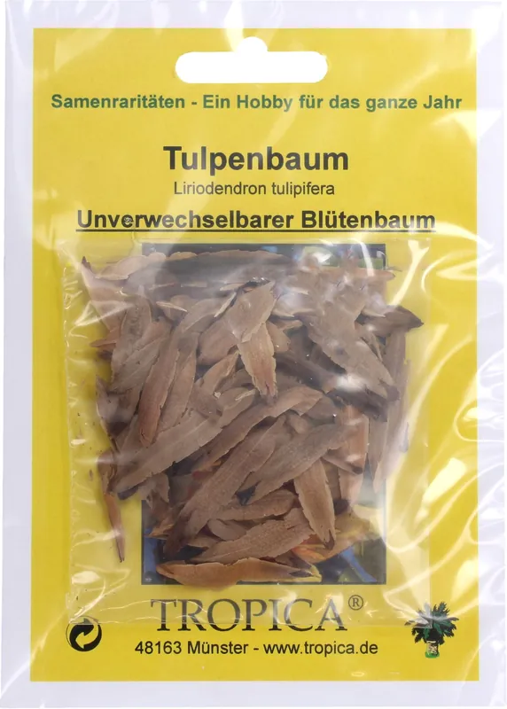 Beste prijs - TROPICA Amerikaanse tulpenboom