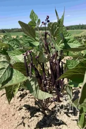 ReinSaat Fisole - Purple Queen - Rechtstreeks van de fabrikant