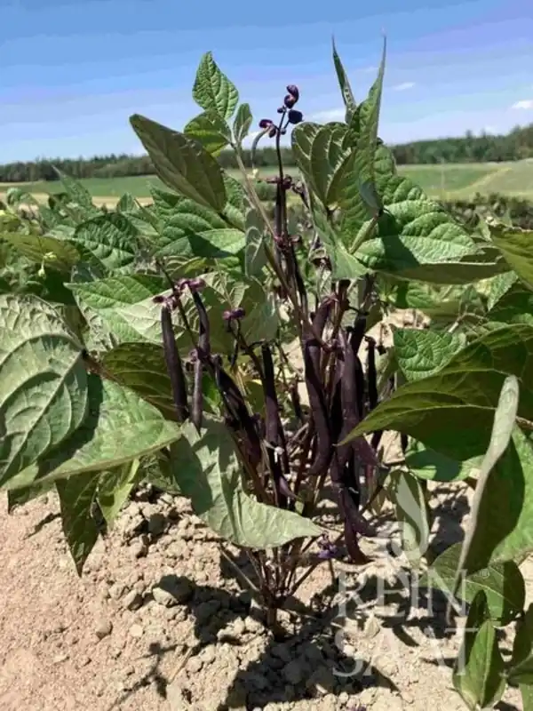 ReinSaat Fisole - Purple Queen - Rechtstreeks van de fabrikant