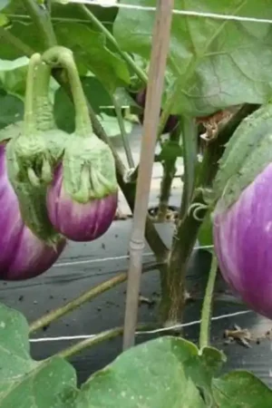 ReinSaat Aubergine - Rotonda Bianca | Voeg toe aan winkelwagen