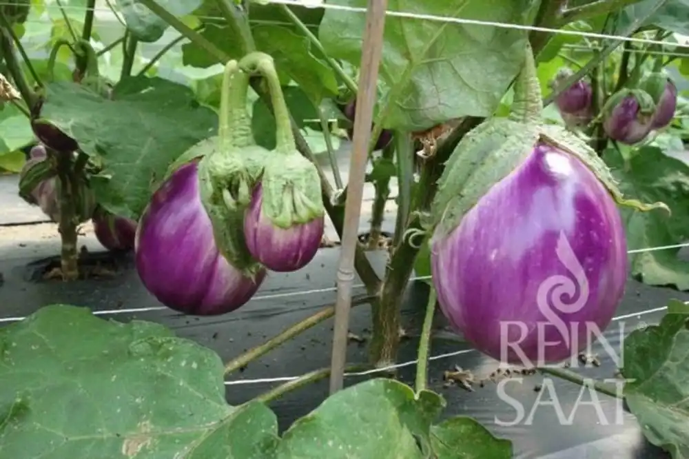 ReinSaat Aubergine - Rotonda Bianca | Voeg toe aan winkelwagen