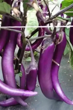 Speciale deal - ReinSaat Aubergine - Tarim