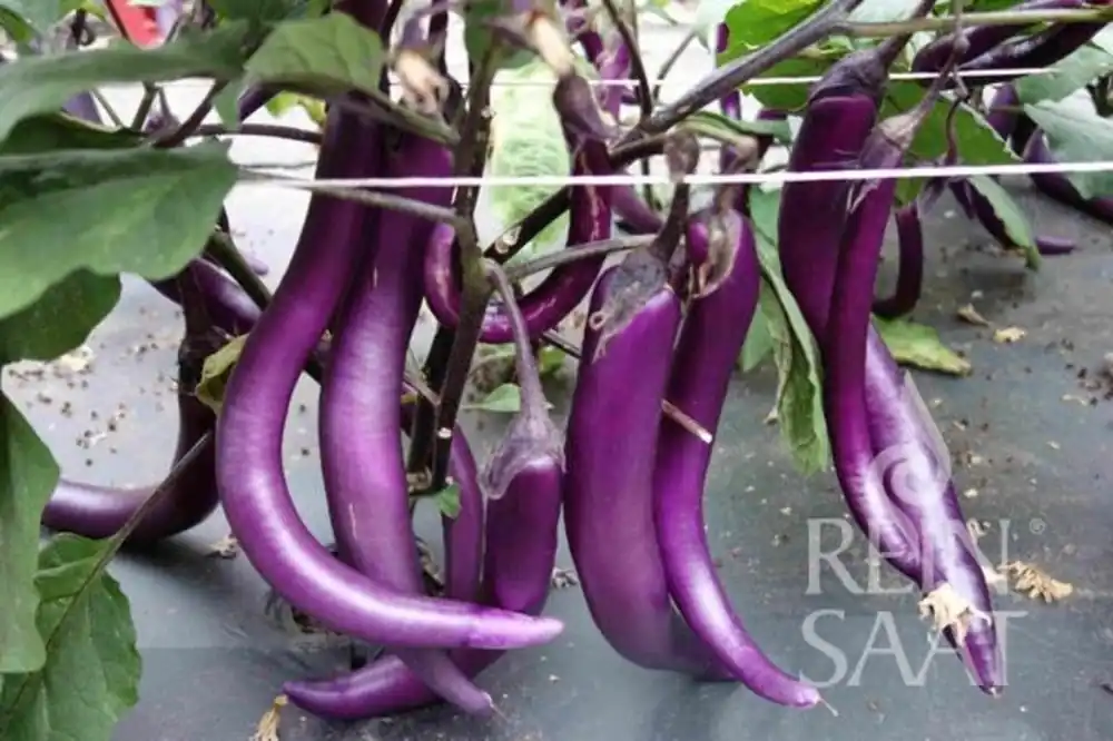 Speciale deal - ReinSaat Aubergine - Tarim
