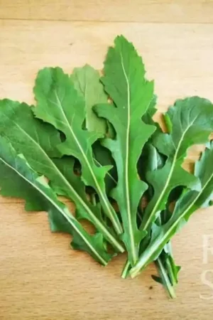 Voordeelprijs - ReinSaat Wasabi Rucola