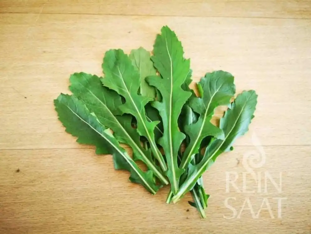 Voordeelprijs - ReinSaat Wasabi Rucola