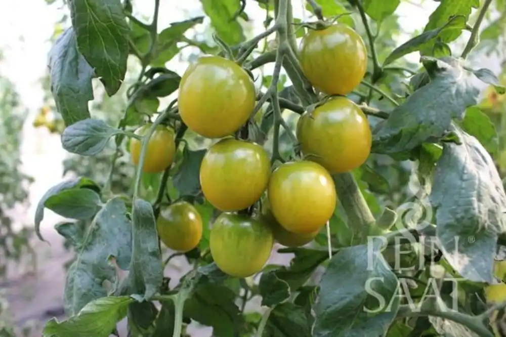 ReinSaat Cocktailtomaat - Green Grape - Nieuw in de shop