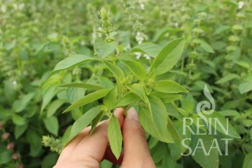 ReinSaat Kruiden - Thai Lemon Basil - Veel gekozen