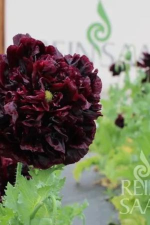 ReinSaat Klaproos - Black Peony | Extra korting