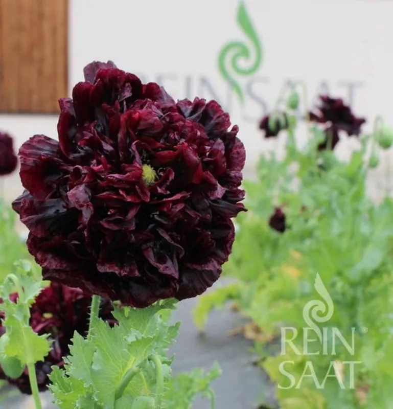 ReinSaat Klaproos - Black Peony | Extra korting