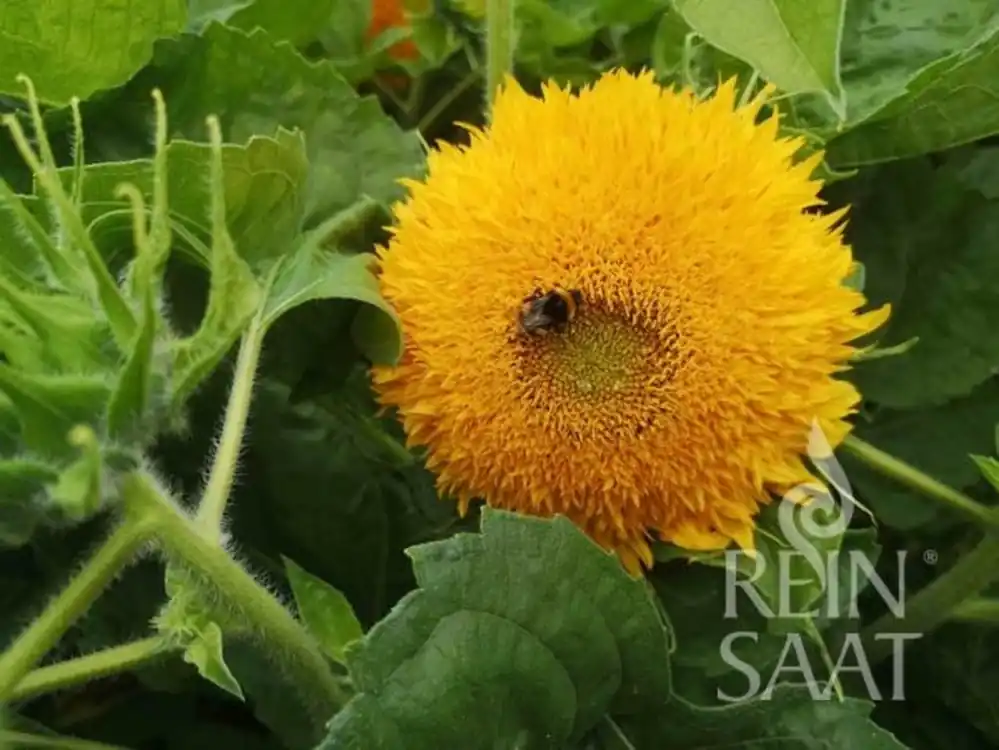 ReinSaat Zonnebloem - Golden Coin | Favoriet van klanten