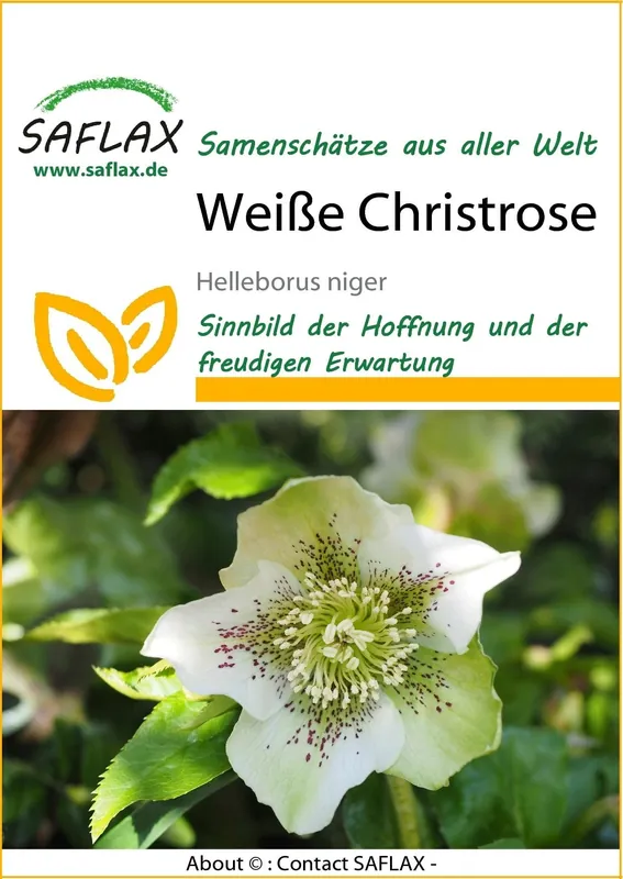 Outlet - Saflax Witte Kerstroos