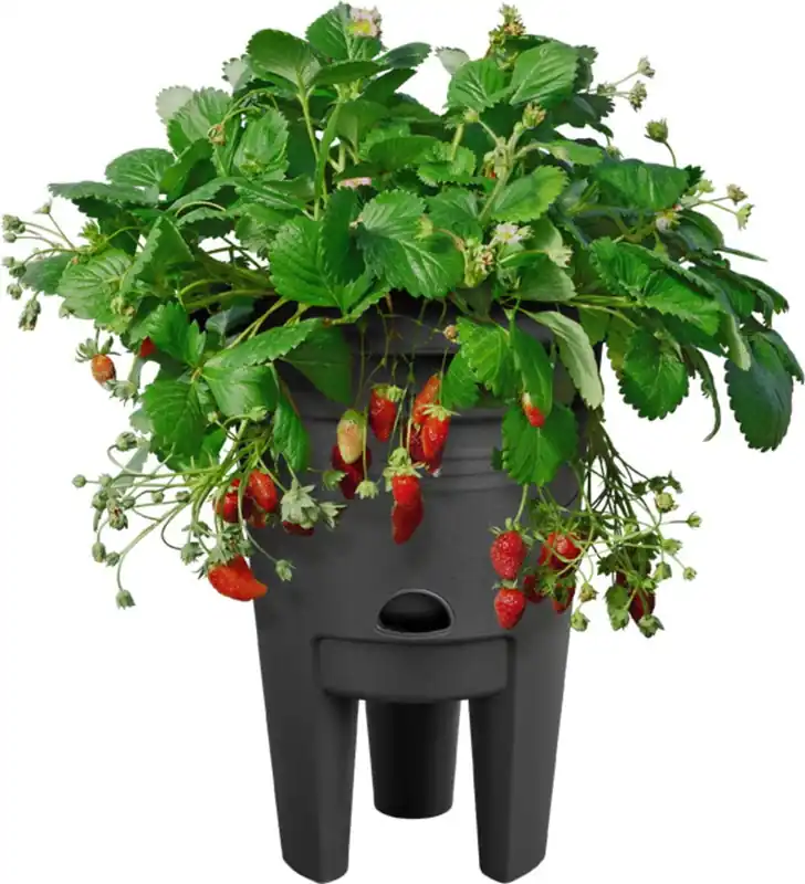 elho green basics aardbeien pot 33cm - Extra voordeel