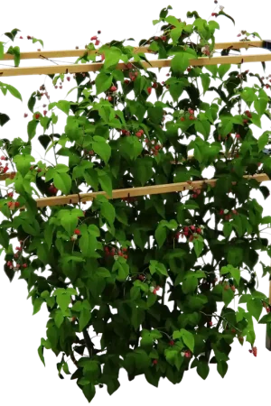 GUSTA GARDEN BERRY BUDDY Klimhulp, Breedte 240cm - Direct leverbaar