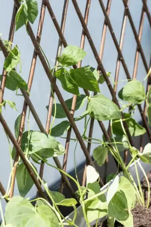 Windhager Wilgentenen Hekwerk - Gratis retourneren