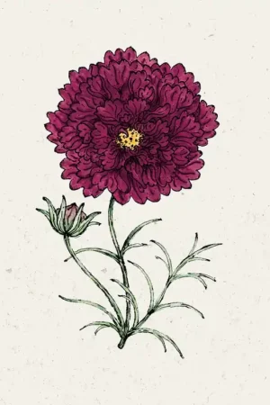 Nieuw in de shop - Jora Dahl Cosmos "Double Click Cranberries"