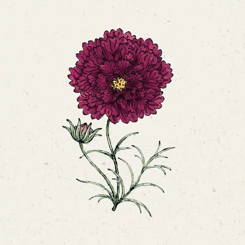 Nieuw in de shop - Jora Dahl Cosmos "Double Click Cranberries"