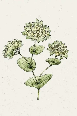 Nieuw in het assortiment | Jora Dahl Rondbladig Goudscherm "Griffithii"