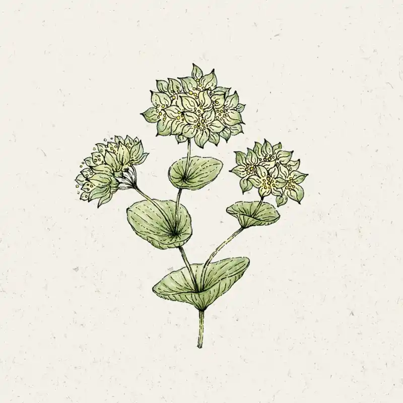 Nieuw in het assortiment | Jora Dahl Rondbladig Goudscherm "Griffithii"