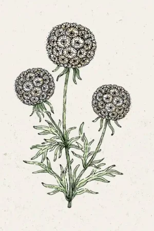 Rechtstreeks van de fabrikant - Jora Dahl Scabiosa "Drumstick"