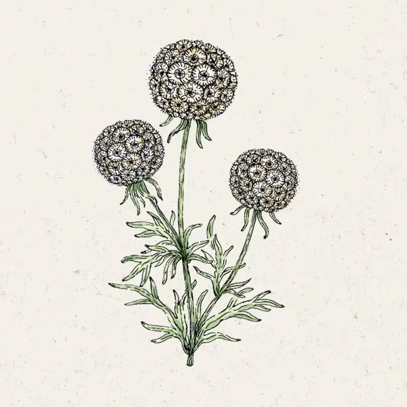 Rechtstreeks van de fabrikant - Jora Dahl Scabiosa "Drumstick"