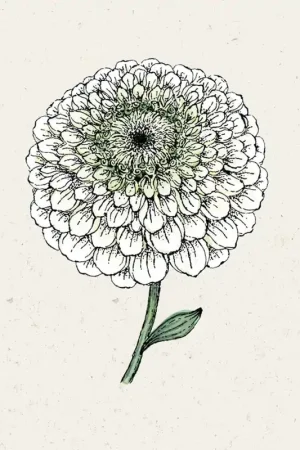 Jora Dahl Zinnia "Benary‘s Giant White" - Extra korting