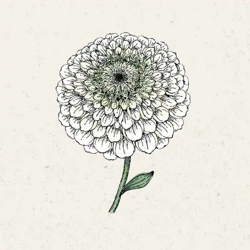 Jora Dahl Zinnia "Benary‘s Giant White" - Extra korting