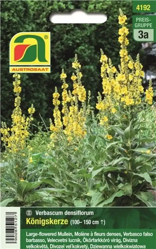 AUSTROSAAT Koningskaas, Verbascum - Net binnen