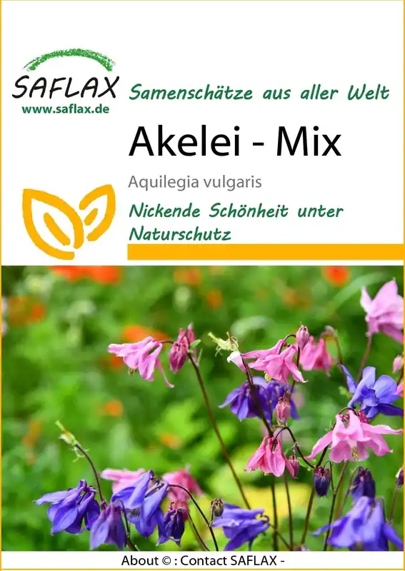 Saflax Akelei - Net gelanceerd