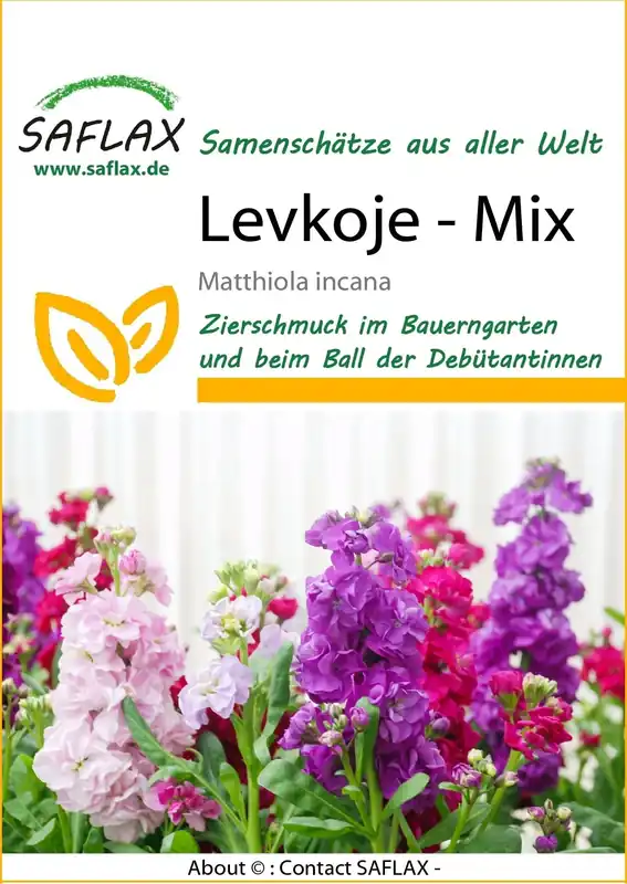Saflax Levkoje - Nieuw gelanceerd