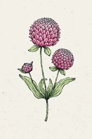 Nieuw product | Jora Dahl Bolamarant "Rose"