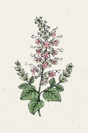 Jora Dahl Bloedsalie “Summer Jewel Pink” | Vanaf nu beschikbaar