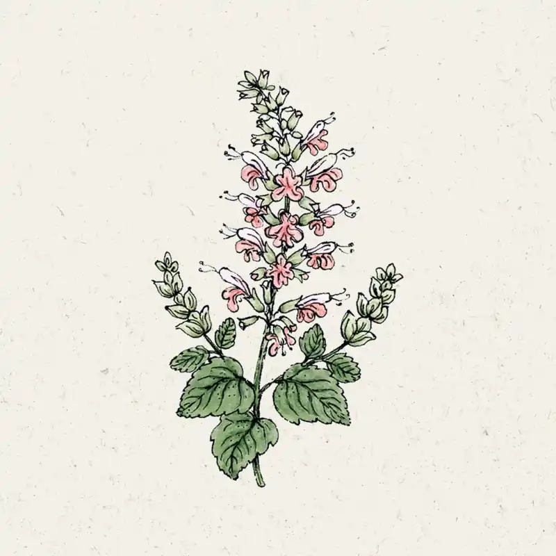 Jora Dahl Bloedsalie “Summer Jewel Pink” | Vanaf nu beschikbaar