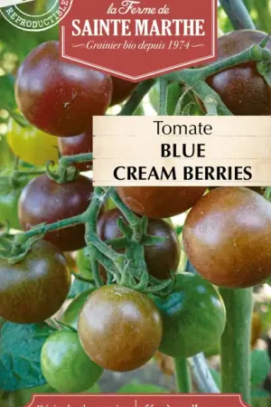 La Ferme de Sainte Marthe Tomaat "Blue Cream Berries" - Alleen deze week