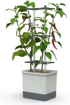 Nieuw binnengekomen | GUSTA GARDEN CHARLY CHILI XL, Lichtgrijs