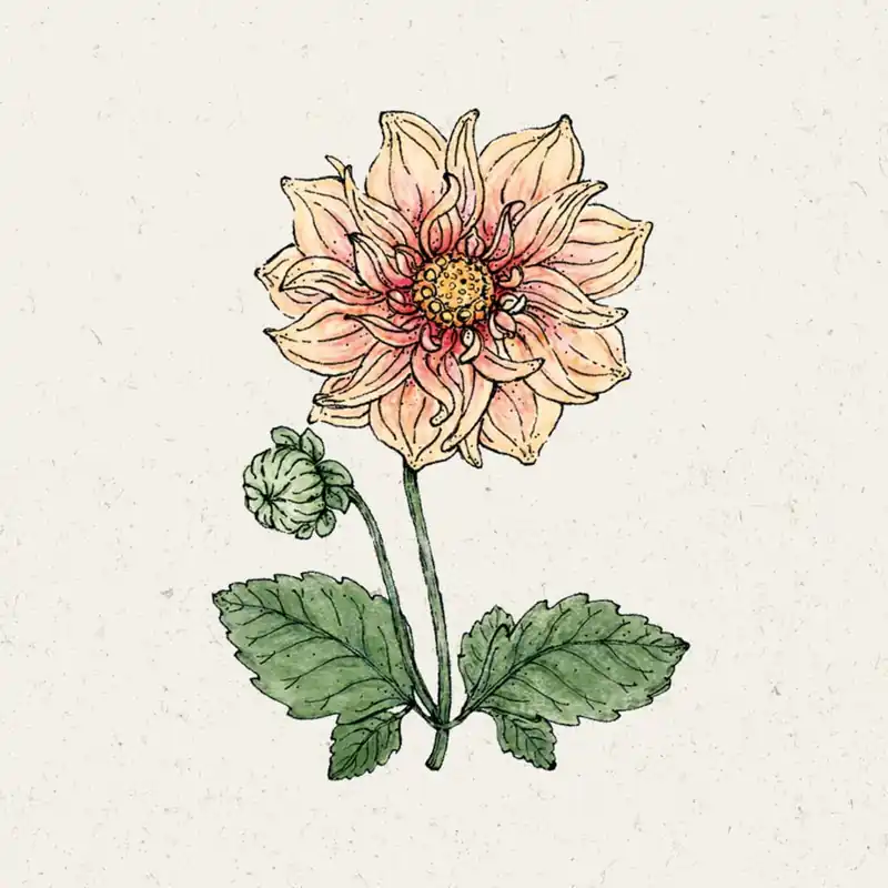 Prijs verlaagd | Jora Dahl Dahlia "Sunny Reggae"