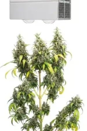Laatste kans - Venso CANNA BULB LED Plantenlamp, 240 Watt