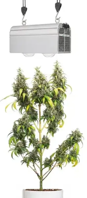 Laatste kans - Venso CANNA BULB LED Plantenlamp, 240 Watt
