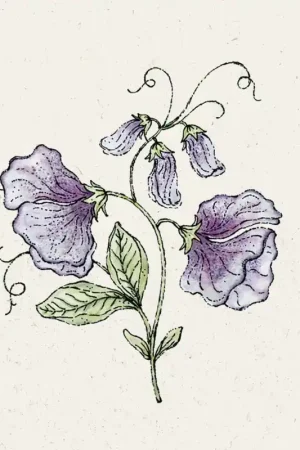 Beste prijs - Jora Dahl Welriekende Lathyrus "Nimbus"