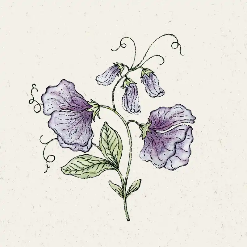 Beste prijs - Jora Dahl Welriekende Lathyrus "Nimbus"