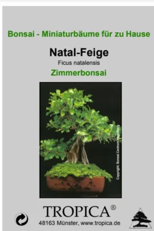 TROPICA Vijgenboom - Kamer Bonsai, 20 Korrels | Erg populair